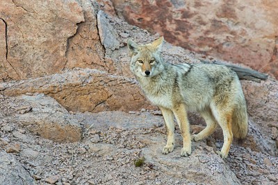 Coyote hunting regulations by state