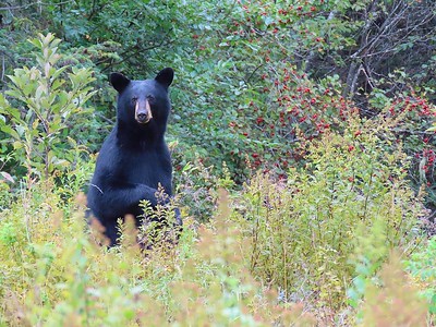 Hunting black bear during the fall.