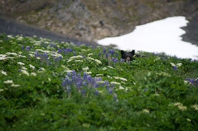 Hunting black bear.