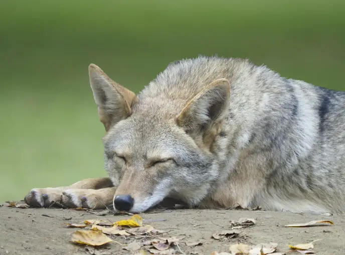 Sleeping coyote