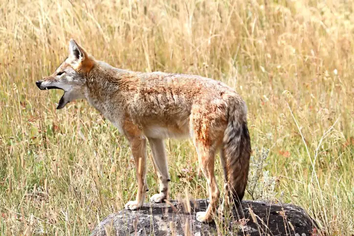 Coyote barking.