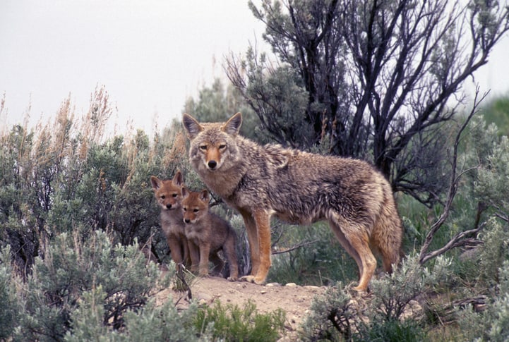 Coyote mother with pups.
