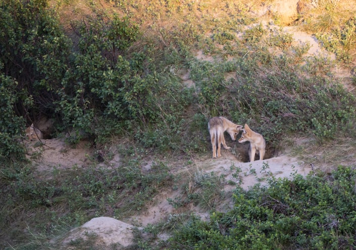 Coyotes near a den.