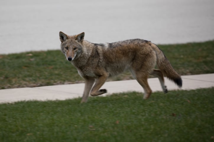Coyote on sidewalk.