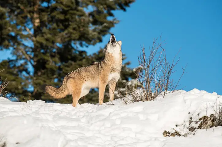 Coyote howling