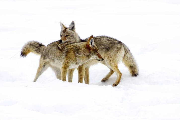 Coyote mating, courtship