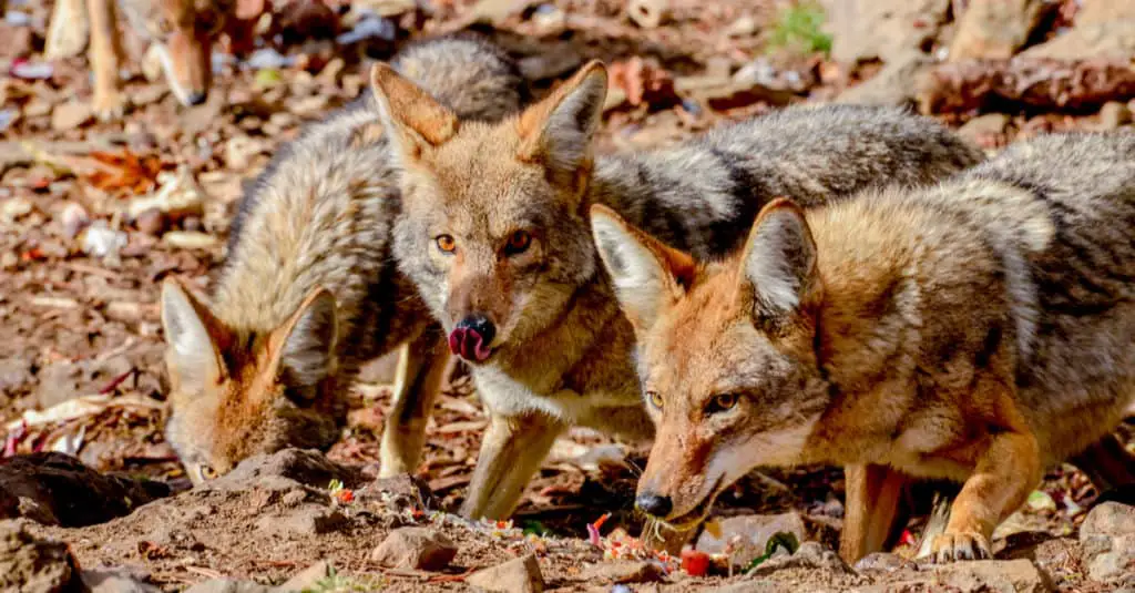 Coyote eating.