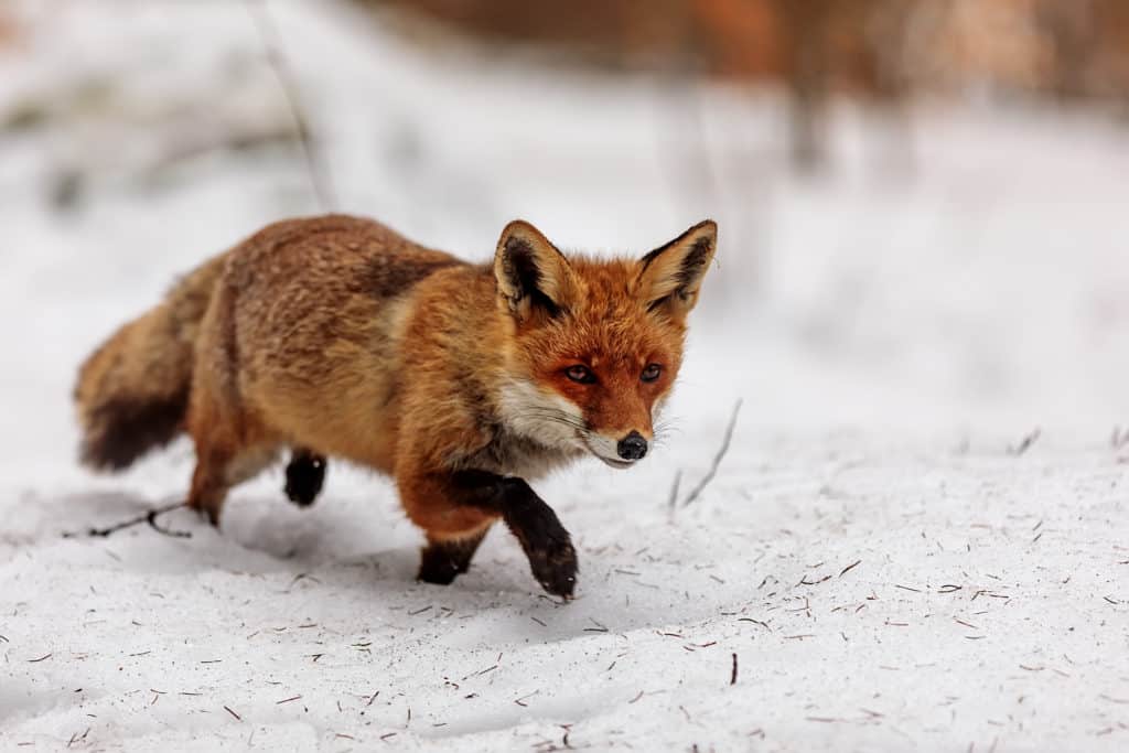 Fox hunting laws for Montana
