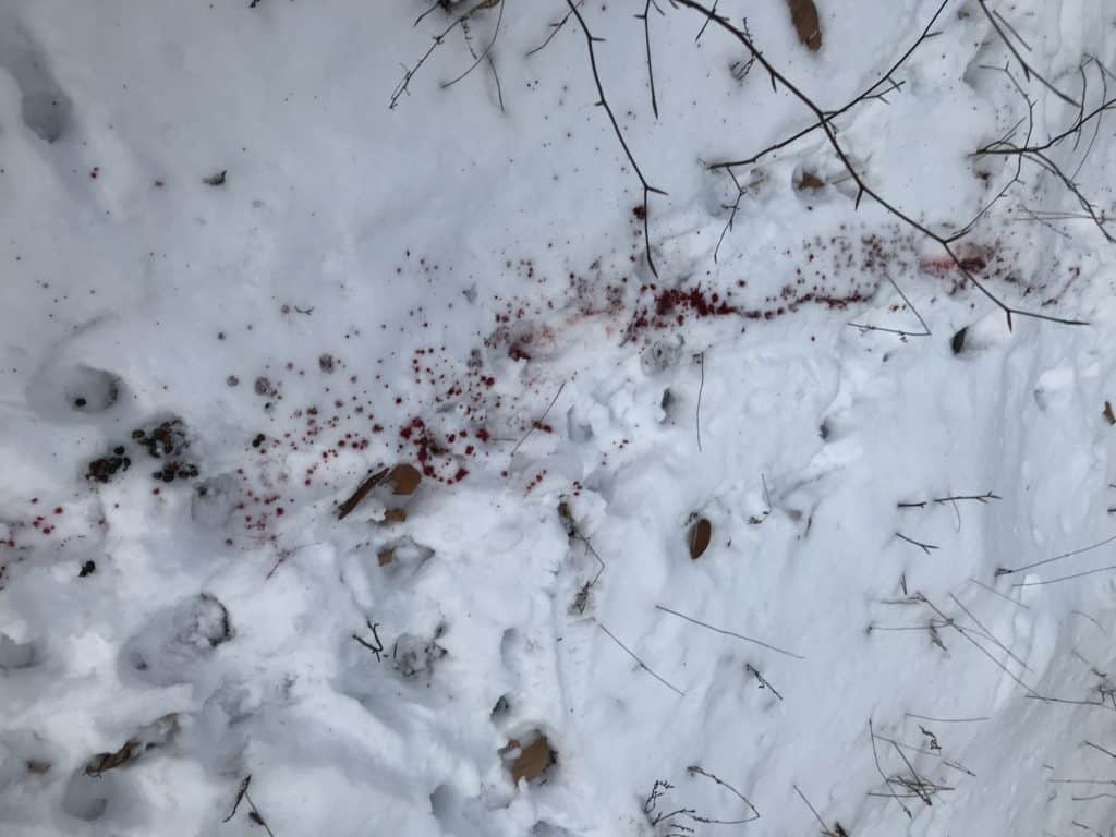 Using a blood trail to find a wounded deer
