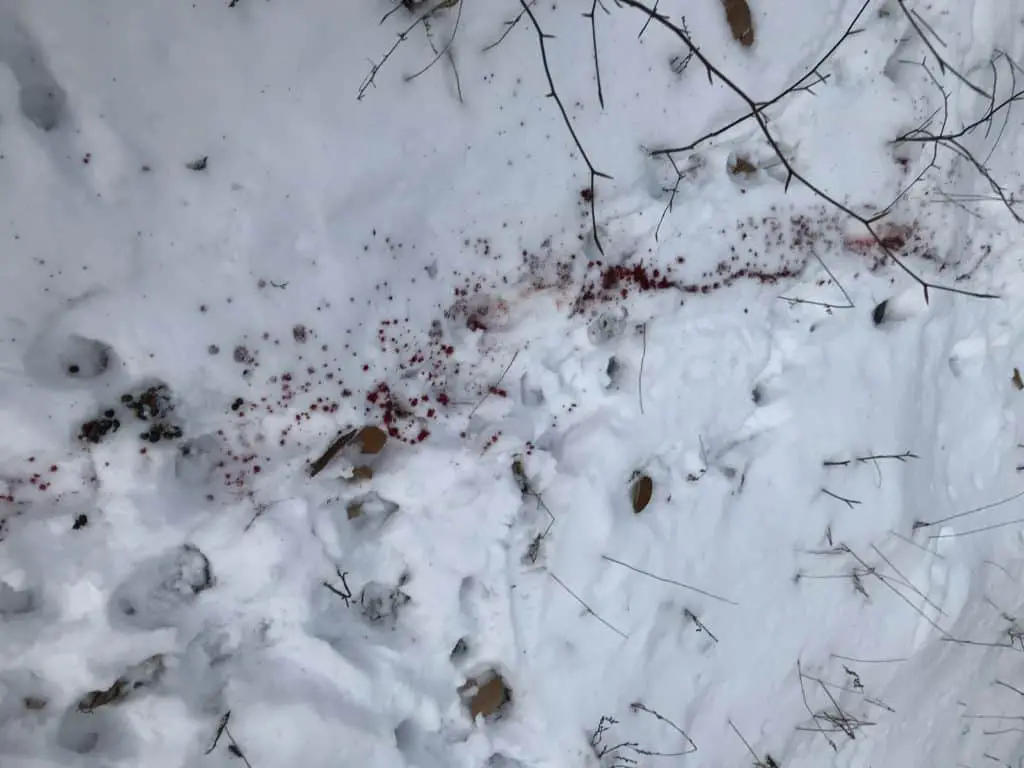 Using a blood trail to find a wounded deer