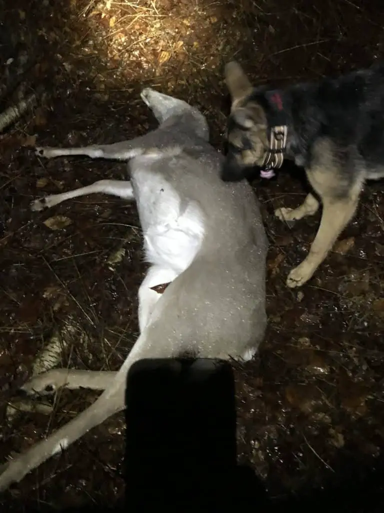 Approaching a wounded deer