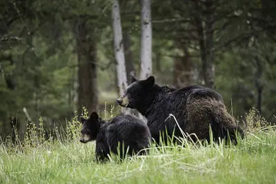How to Tell a Black Bear Boar and Sow Apart.