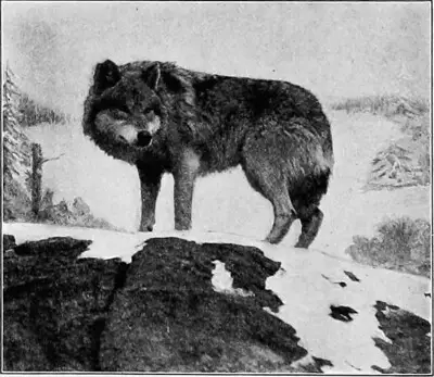 The gray wolf in New York