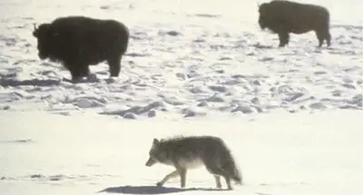 Gray wolf following Bison.