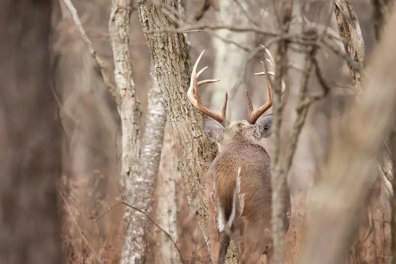 Tracking a wounded deer.