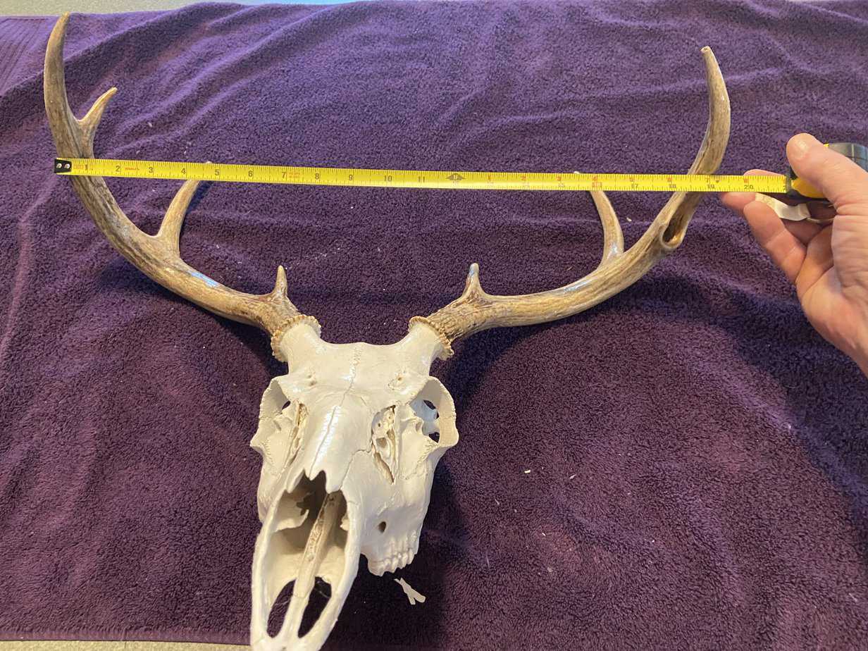How to Score a Buck and Measure a Rack The Predator Hunter