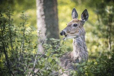 Deer lure, food scent