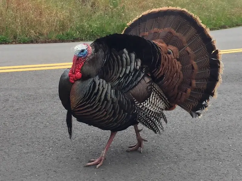 Best time of day to turkey hunt