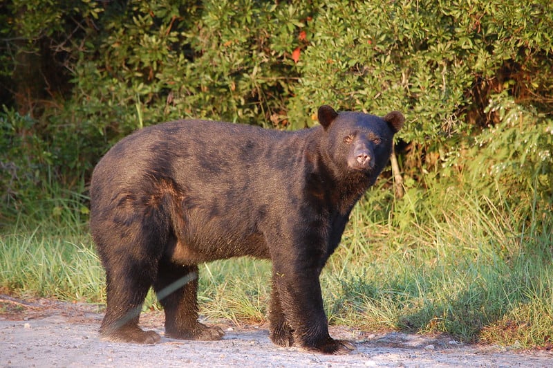 How to Tell a Black Bear Boar and Sow Apart.