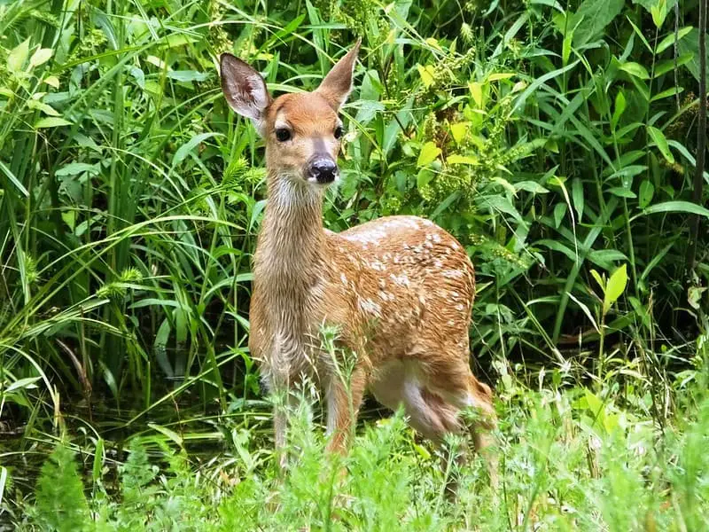 How to help a fawn survive