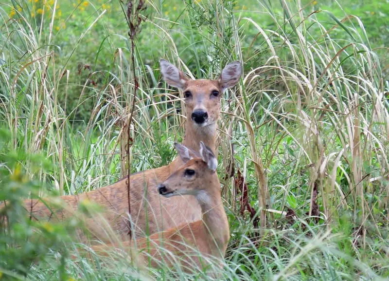 Deer grunts