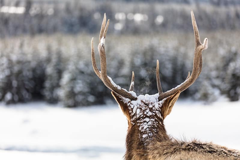 Field judging a buck.