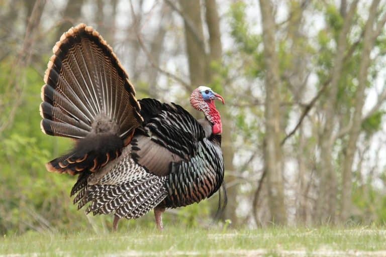 How to Find a Wounded Turkey The Predator Hunter