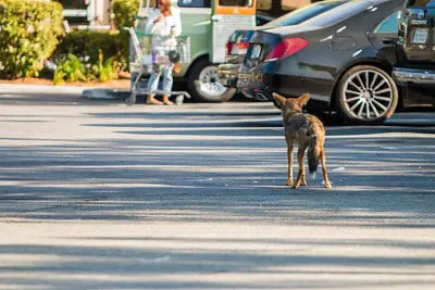 Suburban coyote at shopping mall