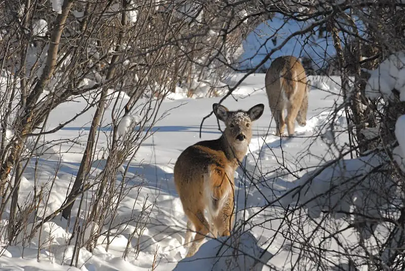 Deer flagging, deer tails