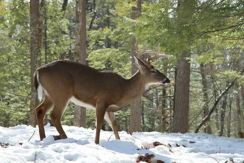 Best hours for hunting deer