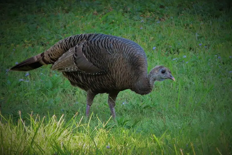 Turkey hunting, best time of day