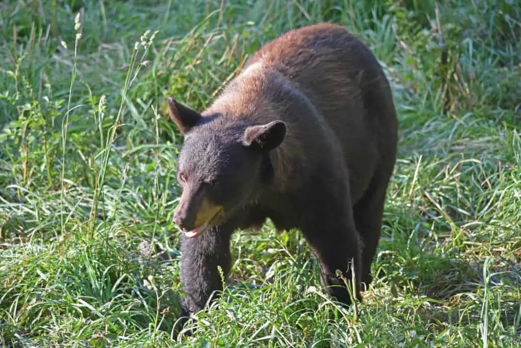 How to tell a black bear boar 