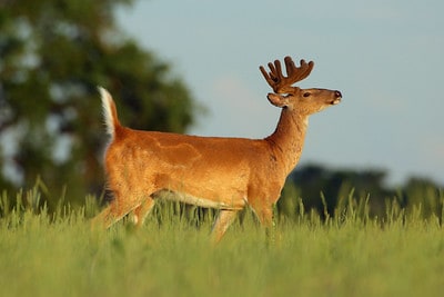 Best Wind Speed for Deer Hunting