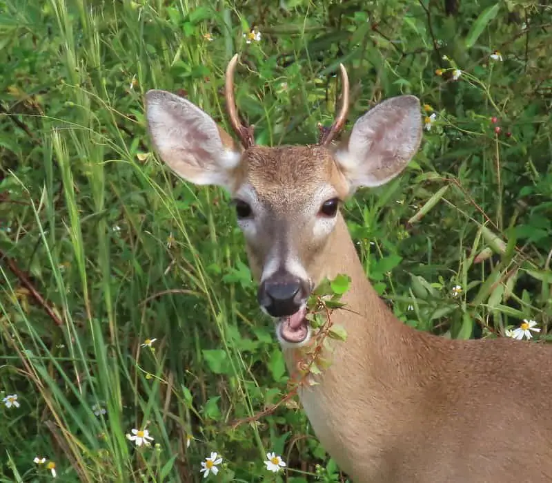 Field score a buck