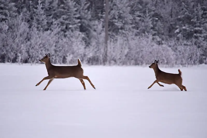 Best hours for deer hunting.