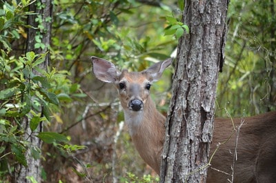 What’s the Best Wind Speed for Deer Hunting?