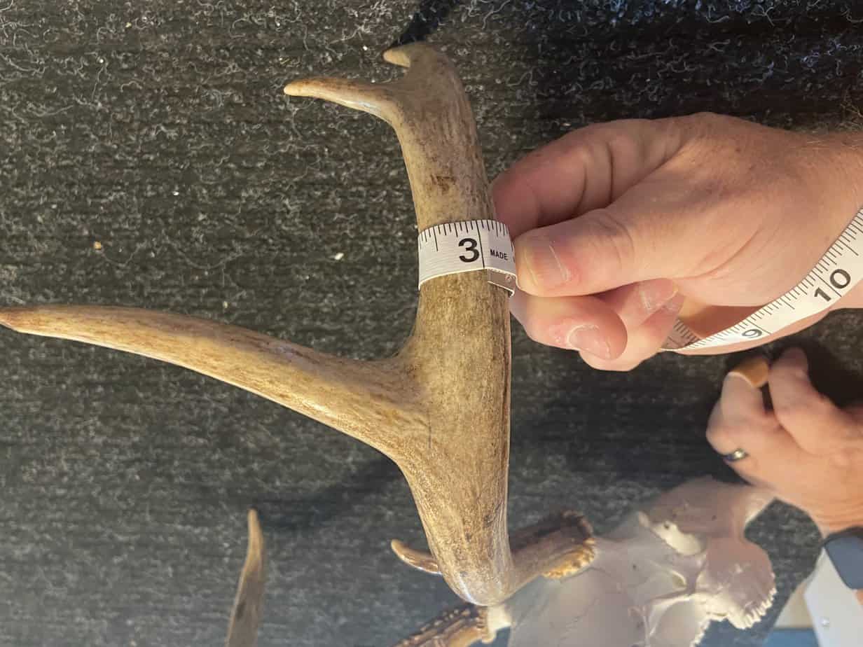 How to Score a Buck and Measure a Rack - The Predator Hunter