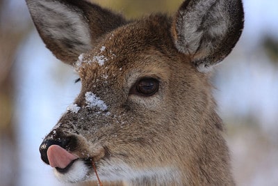 Deer scents, cover scents.