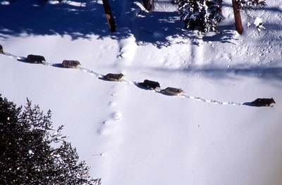 Letting gray wolves recolonize New York.