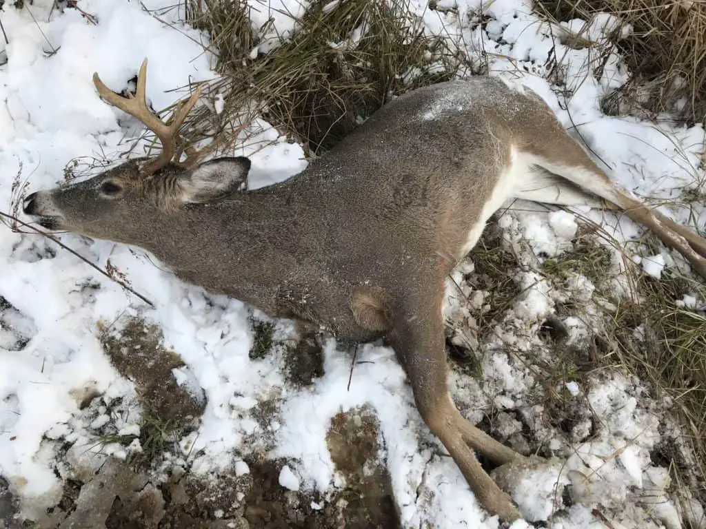 Tracking a wounded buck in snow.