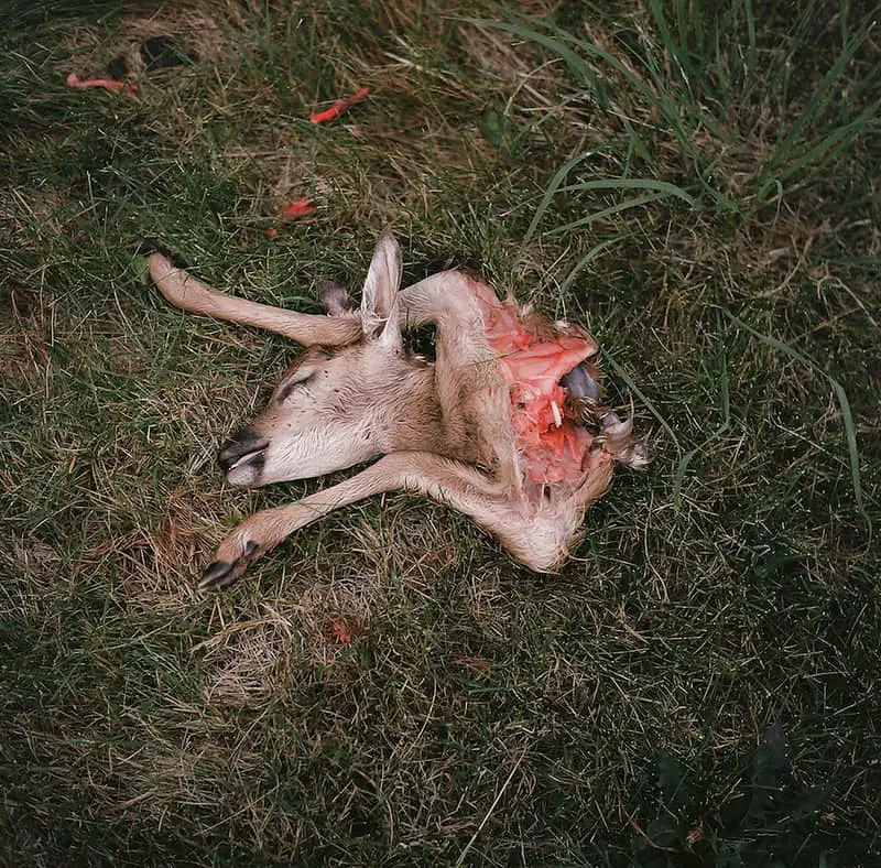 Fawn coyote victim 
