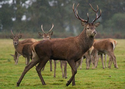 Deer scents