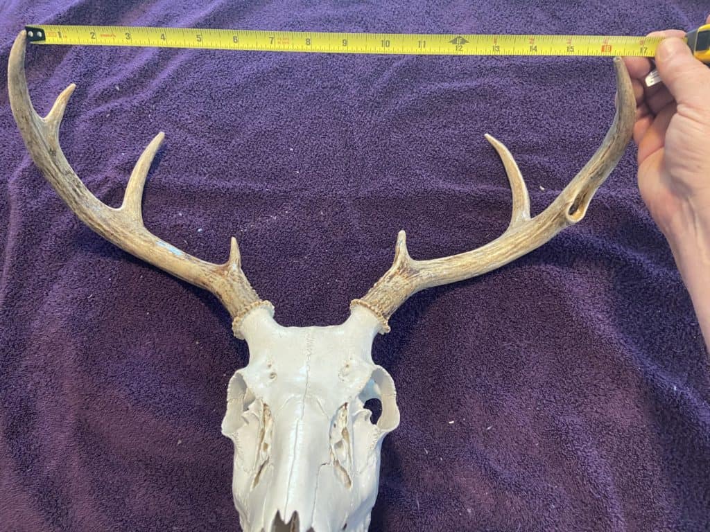 Measure the inside spread of a buck’s antlers