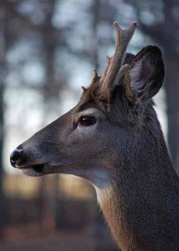 Female deer have antlers