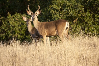 Deer scents