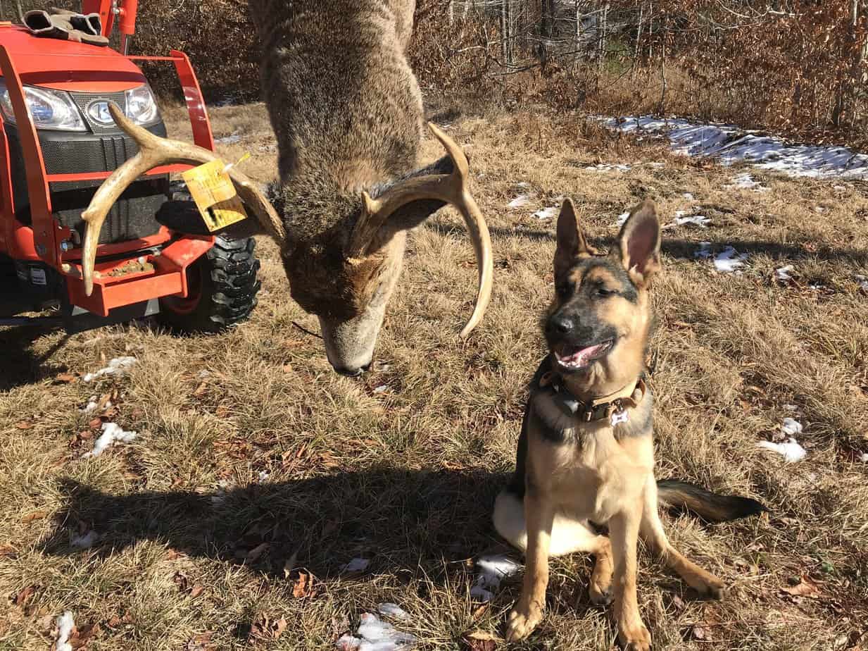 Where to Shoot a Deer Deer Shot Placement