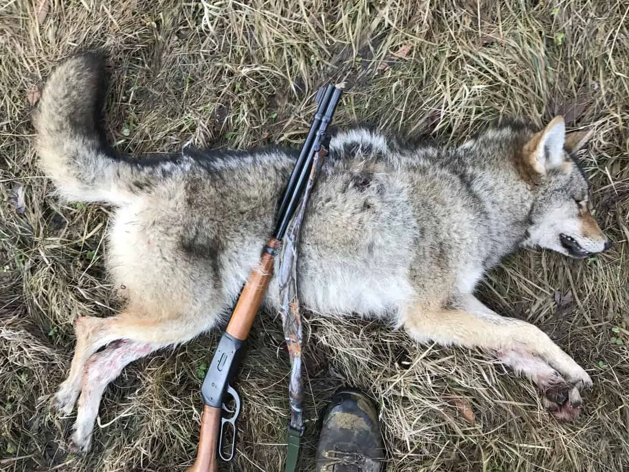 Three best deer hunting calibers