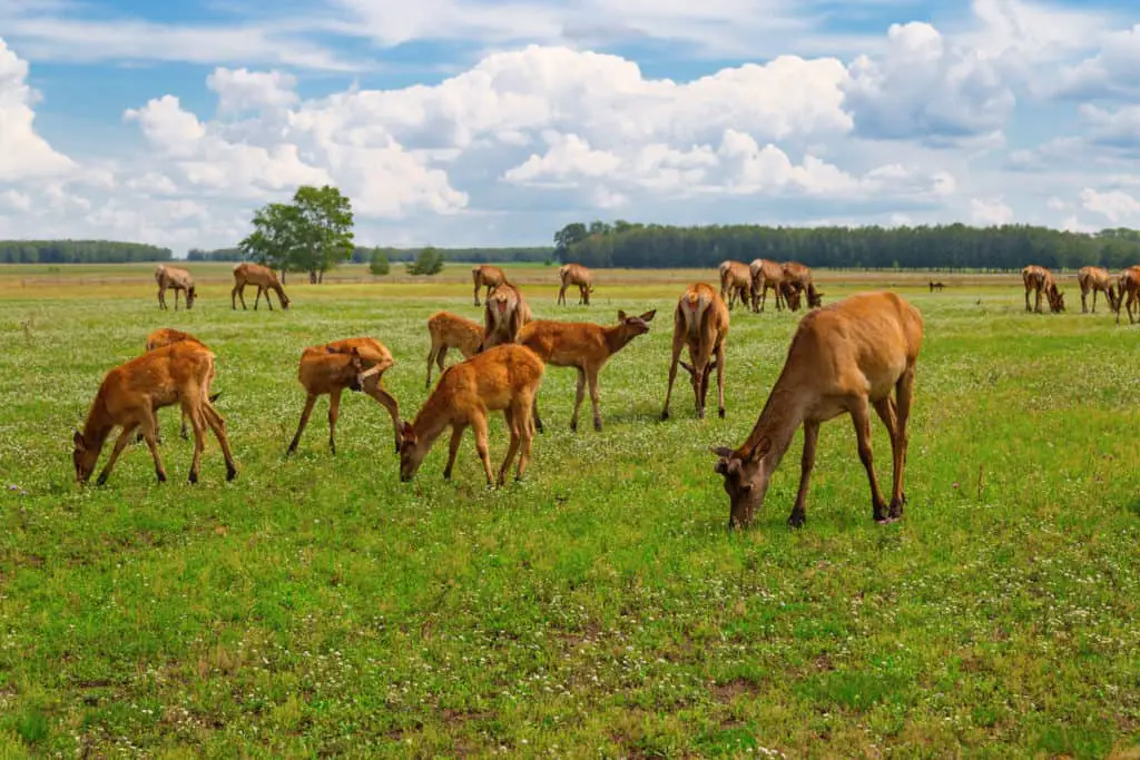 Deer feed, baiting deer, feeding deer, food plot.