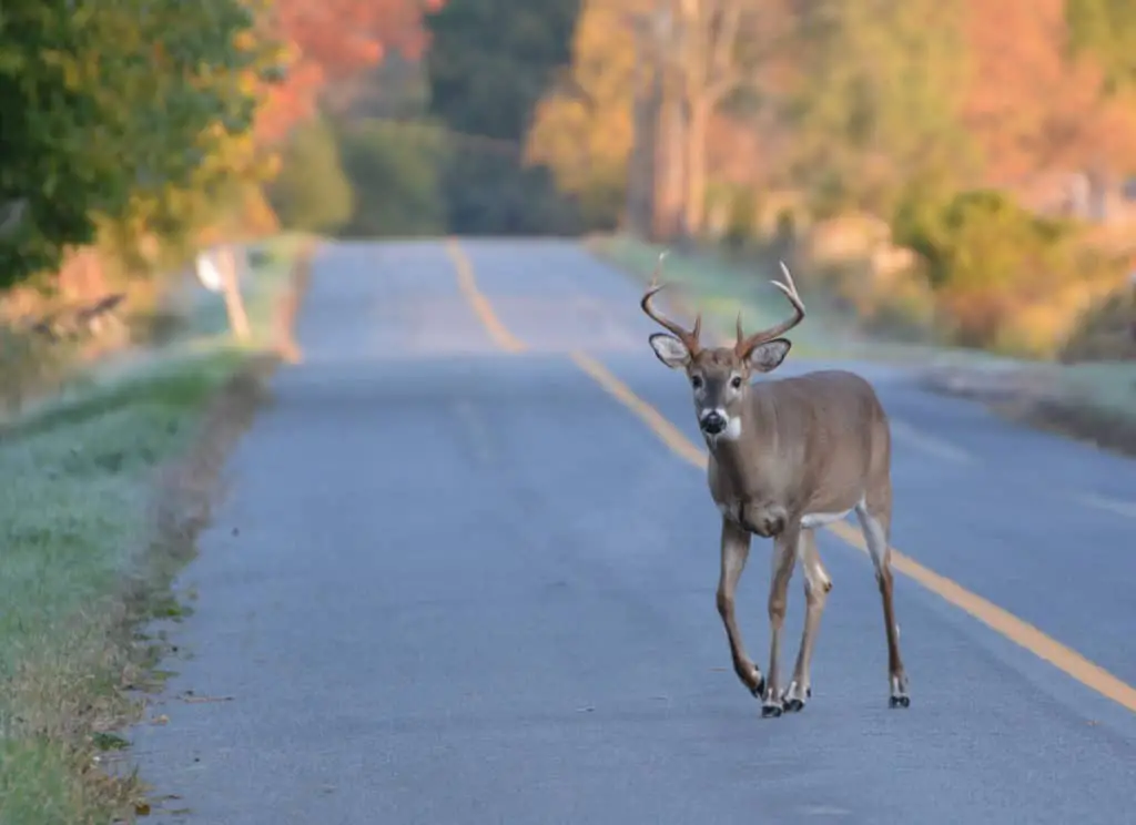 Do deer whistles for cars work?