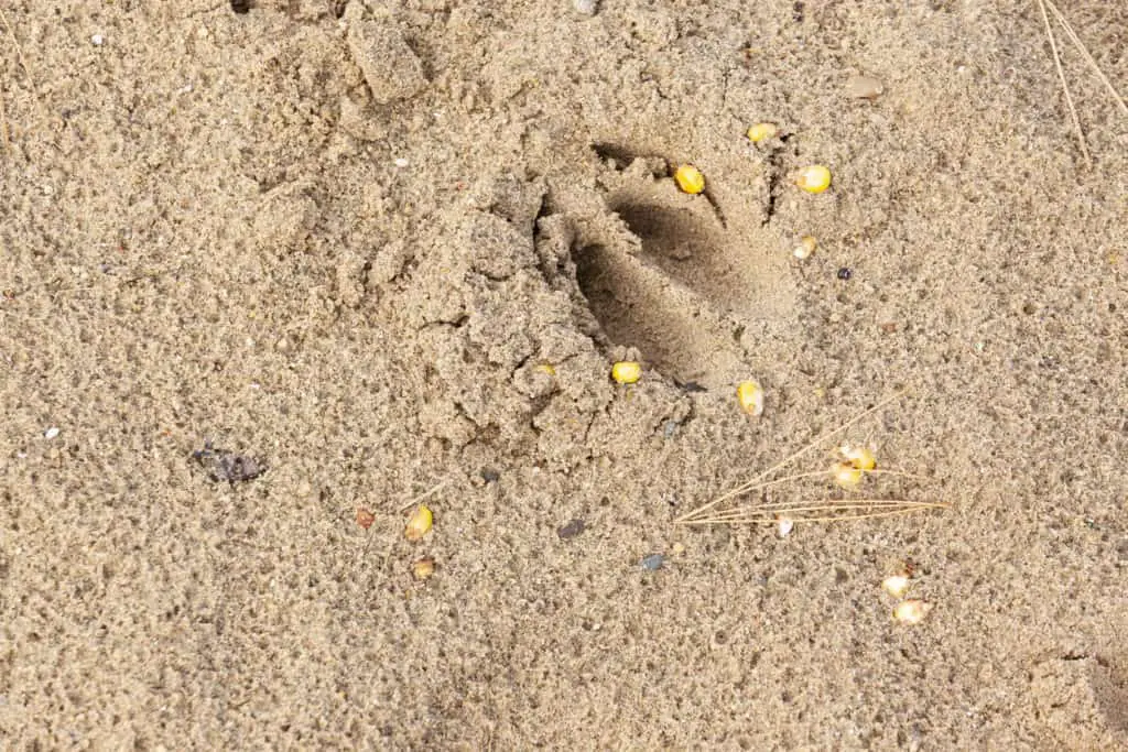How to age deer prints in sand.